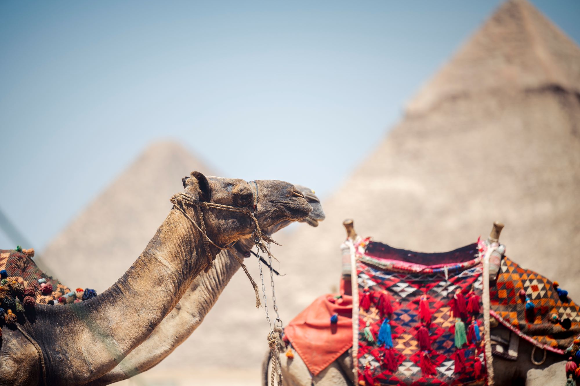 beautiful-shot-of-a-camel-in-front-of-the-pyramids-2023-11-27-04-52-50-utc