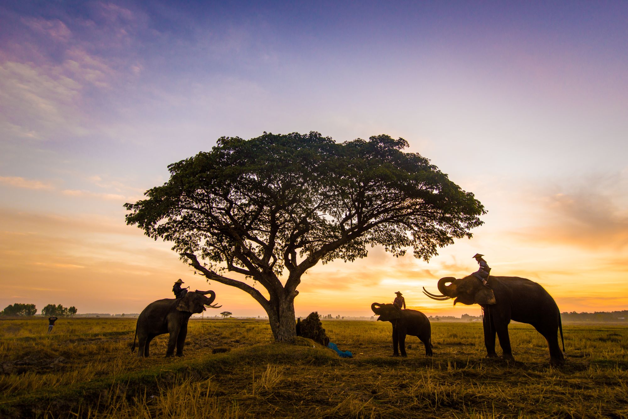 elephants-at-sunrise-in-thailand-2023-11-27-04-56-56-utc