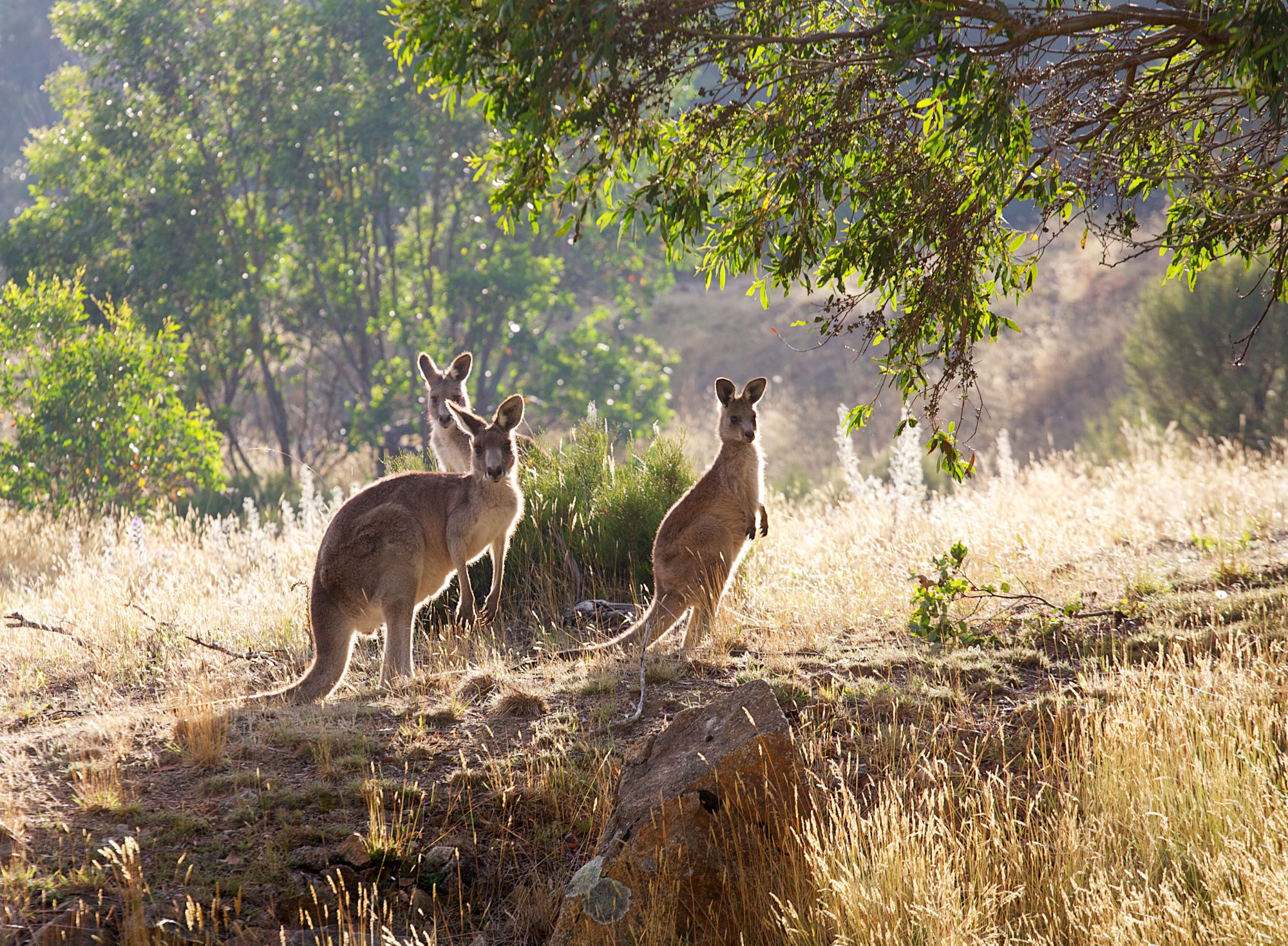 kangaroos-at-sunrise-2023-11-27-05-16-04-utc